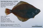 Petrale Sole Fish image