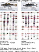 IEF Calibrated Comparison Gel image