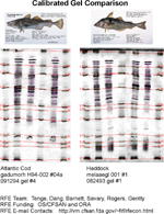 IEF Calibrated Comparison Gel image