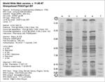 Phast Plate Gel image