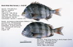 Sheepshead (fish) Fish image