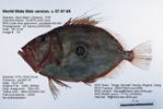 European John Dory Fish image