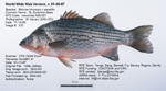 Sunshine Bass Fish image