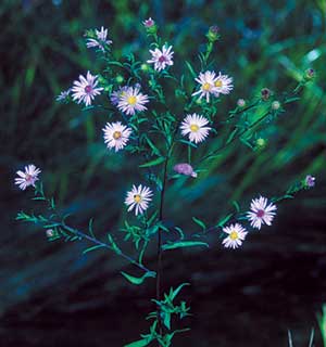 Symphyotrichum novi-belgii var. novi-belgii