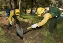 [Photo]: Forest employees working a fire line