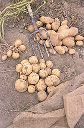 Ivory Crisp potatoes.