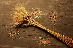 Photo: Wheat. Link to photo information