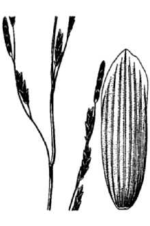 Line Drawing of Glyceria ×occidentalis (Piper) J.C. Nelson