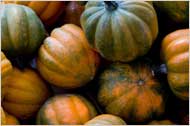 Winter Squash