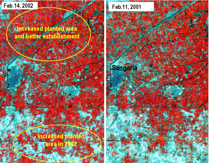 Satellite scene showing increase in wheat area and health in 2002 as compared to 2001