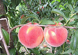 Photo: New Julyprince peach.