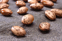 Photo: Pinto beans: Link to photo information