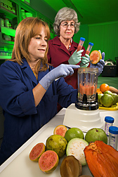 Photo: Holly Sisson and Elizabeth Baldwin use a blender to homogenize fresh guava slices. Link to photo information