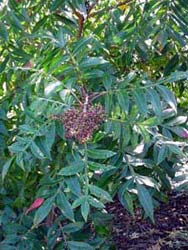 Fragrant or Shining Sumac