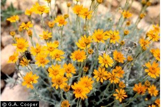 Photo of Wedelia texana (A. Gray) B.L. Turner