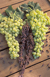 Selma Pete raisin grapes before and after drying on the vine. 
