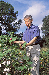 Chemical engineer Peter Wan examines the flowers on a cotton plant.