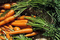 Carrots freshly harvested from a farm garden.
