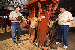 Photo: Cow being examined by researchers. Link to photo information