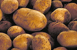 Photo: Potatoes