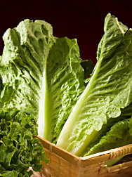 Photo: Romaine lettuce. Link to photo information