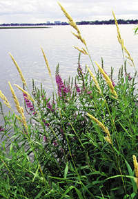 Invasive plants can compromise wetland mitigation projects.