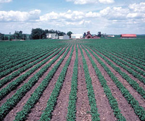 photo: crop rows