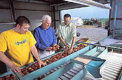 Photo: Apples being examined to evaluate the effectiveness of biological treatments for postharvest decay control.