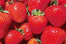 Photo: Strawberries. Link to photo information