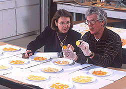 Photo: Geneticist Janice Bohac and John Fender compare chips made from USDA sweetpotato breeding lines