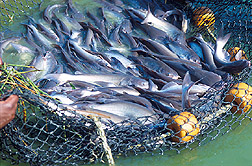 A net-full of market-size catfish ready for harvest. Link to photo information