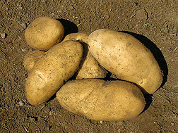 Photo: Defender potato Link to photo information
