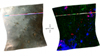 Olivine, Phyllosilicates, and Ancient Crater Rims