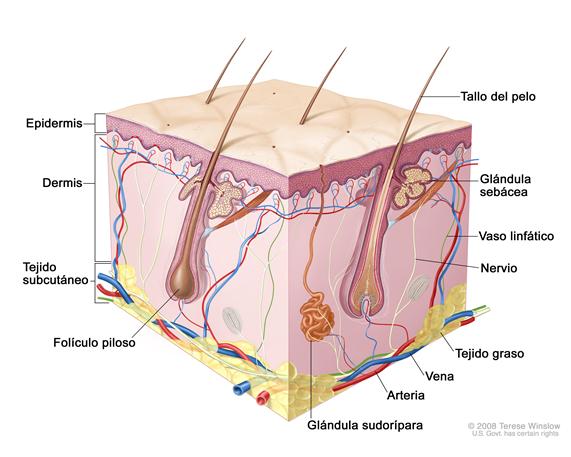 Anatomía de la piel; el dibujo muestra capas de la epidermis, la dermis y el tejido subcutáneo, como los tallos del pelo y los folículos pilosos, las glándulas sebáceas, los vasos linfáticos, los nervios, el tejido graso, las venas, las arterias y una glándula sudorípara.