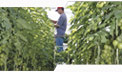 Man in tomatoe plant row