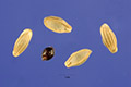 View a larger version of this image and Profile page for Glyceria striata (Lam.) Hitchc.