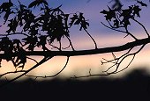 Oak branch in silhouette
