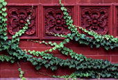 Ivy on Science Hall