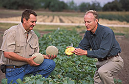 Plant physiologist and grower examine melons. Link to photo information