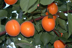 Kettleman apricots.