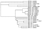 Figure 2. Dendrogram showing the relationships of pulsed-field get electrophoresis profiles by the nearest neighbor technique....