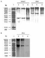 Figure 2. A. Southern blot hybridization with the XbaI probe...