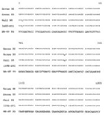 Figure. Abbreviated alignment of E gene sequences of Israeli isolates...