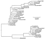 Figure 2. An unrooted phylogenetic analysis of the HA1 gene nucleotide sequence of influenza A H1N1 viruses isolated since 1990....