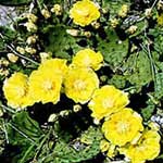 bright yellow flowers on green cactus leaves