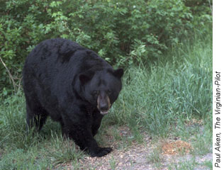 The U.S. 17 widening project in southeastern Virginia will include construction of wildlife crossings that will enable bears, like this one, and other animals to move safely within the Great Dismal Swamp area.