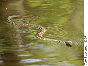 This banded water snake is one of 18 nonpoisonous species found in the Great Dismal Swamp area.