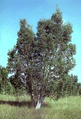 Paperbark Tree