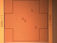 photomicrograph of field with defenders