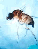 phorid fly